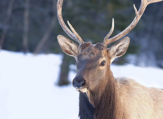 Bull Elk with large antlers walking in the winter snow in Canada