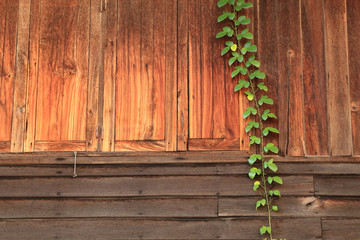 Green climber vine plant on red brown wood plank background.