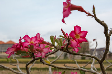 frangipani tree before a rice field in bali indonesia