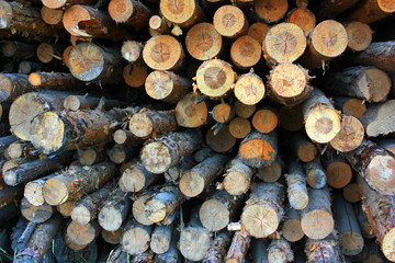 Logs in the sawmill