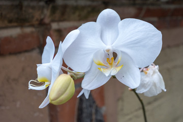 orchis orchid white hanging from the wall in bali indonesia ubud