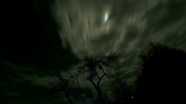 Apple tree silhouette and dark clouds at night in the moonlight. Moving time lapse
