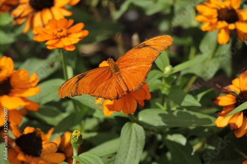 Flower Orange Nature Plant Yellow Leaf Butterfly