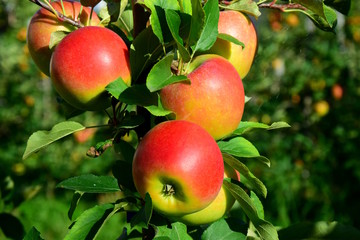 Rote reife Äpfel kurz vor Erntebeginn in Südtirol