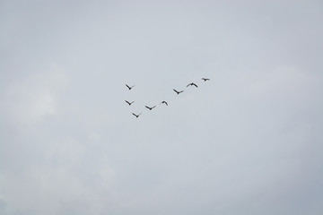birds flying in the shape of v