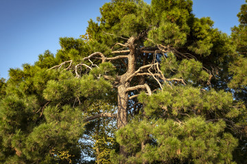 Older Pitsunda pine 'Pinus brutia pityusa' on the embankment of Gelendzhik.