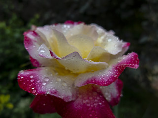 Rose 'Double Delight' close-up. Pink with a yellow center on a black background. In natural sunlight with drops.Focusing on the drops.