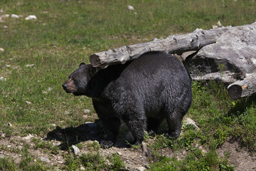 Black bear (Ursus americanus) scratching his back on a log in autumn in Canada