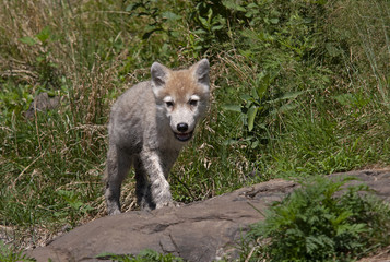 Naklejka na ściany i meble A lone Timber wolf or grey wolf (Canis lupus) pup sitting on a rocky cliff in summer in Canada