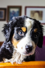 Portrait of a bernese puppy at home
