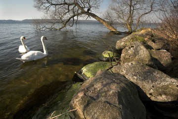 Swans
