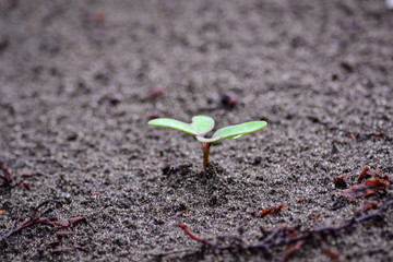 a small plant planted in the sand