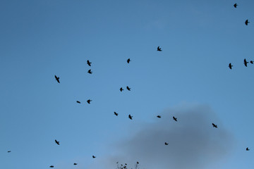 Birds flying