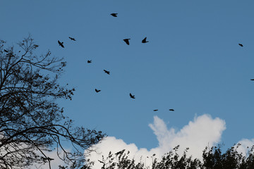 Birds flying