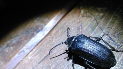 beetle, insect, bug, macro, animal, nature, isolated, black, white, close-up, closeup, antenna, wildlife, coleoptera, brown, wild, close up, small, arthropod, close