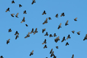 Birds flying
