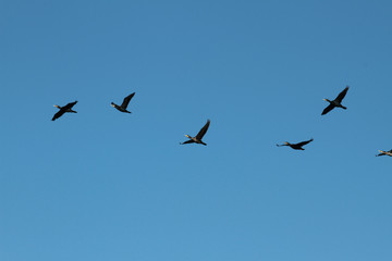 Birds flying