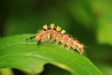 Schlehen-Bürstenspinner