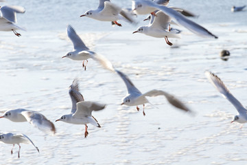 Seagull