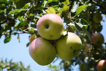 Mature juicy apples hanging on a branch