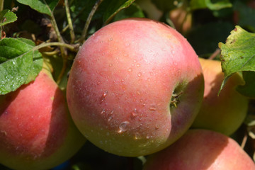 Mature juicy apples hanging on a branch