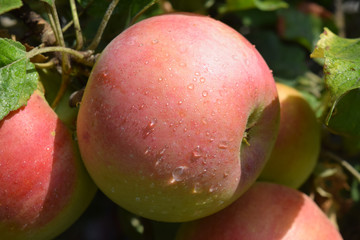 Mature juicy apples hanging on a branch