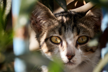 Portrait einer jungen Katze die sich im Gebüsch versteckt und in die Kamera blickt