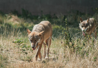 Wölfe streifen durch ihr Revier