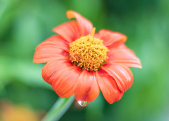 Beautiful orange flower blooming with rain drop on nature background.