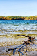 dead wood floating on Walden Pond