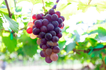 Bunch of grapes in the garden