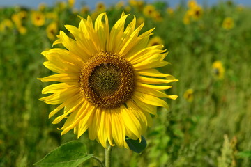 Obraz premium Sunflower field, U.K. Summer crop.