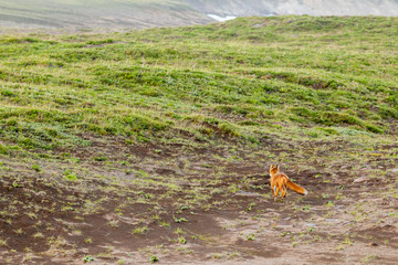 Wild Red Fox (Vulpes vulpes beringiana) running away. Kamchatka Peninsula, Russia