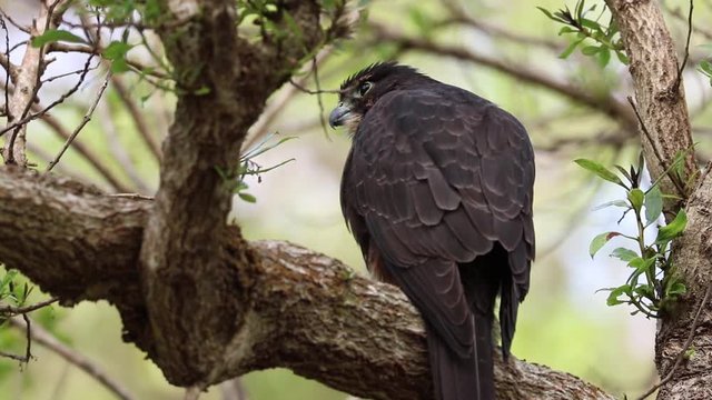 The New Zealand falcon (k?rearea in M?ori, Falco novaeseelandiae) sitting in tree, New Zealand's only falcon. Other common names for the bird are bush hawk and sparrow hawk.