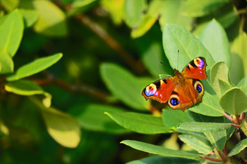 A beautiful peacock butterfly sits on a branch of a bush.