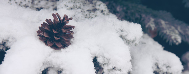 Fir cones on the Fir Branch covered with Snow.