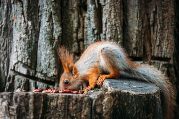 Cute ginger grey red squirrel eat nut in a park on a stump a tree in a public street. 