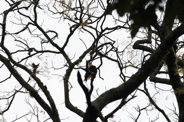 A Beautiful Bird Sitting on a Tree