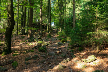 Obraz premium Path in the forest with sunrays and stones in the bavarian forest