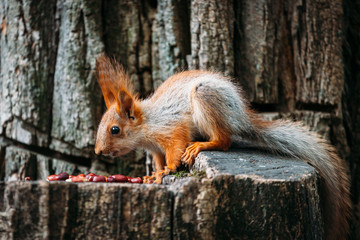 Cute ginger grey red squirrel eat nut in a park on a stump a tree in a public street. 