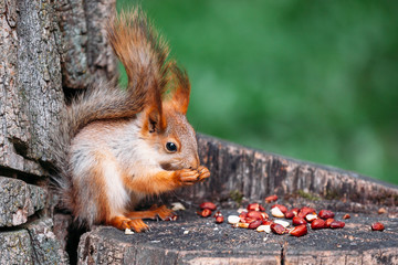 Cute ginger grey red squirrel eat nut in a park on a stump a tree in a public street. 