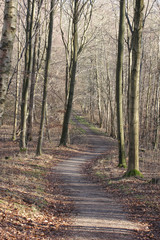 forest in Denmark