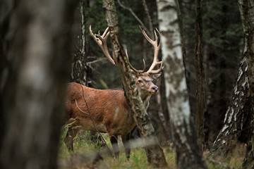 red deer, cervus elaphus, Czech republic