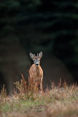 European roe deer, capreolus capreolus © prochym