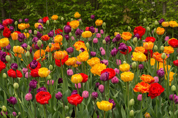 Fototapeta premium Abundant colorful Tulip flowers in springtime in the rain background