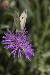 motyl © Henryk Olszewski