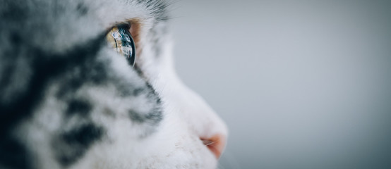 Gros plan de beaux yeux de chat