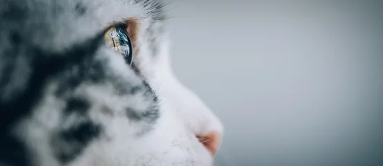 Tissu par mètre Chat Gros plan de beaux yeux de chat