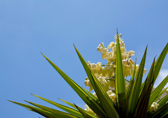 Blooming Yucca plant on a blue sky background.Spanish bayonet tree. Joshua tree.Yucca...