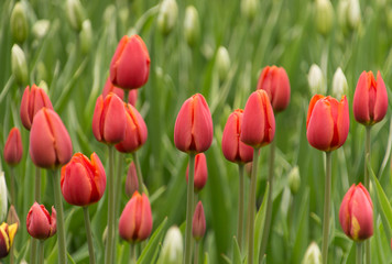 Obraz premium Abundant colorful Tulip flowers in springtime in the rain background